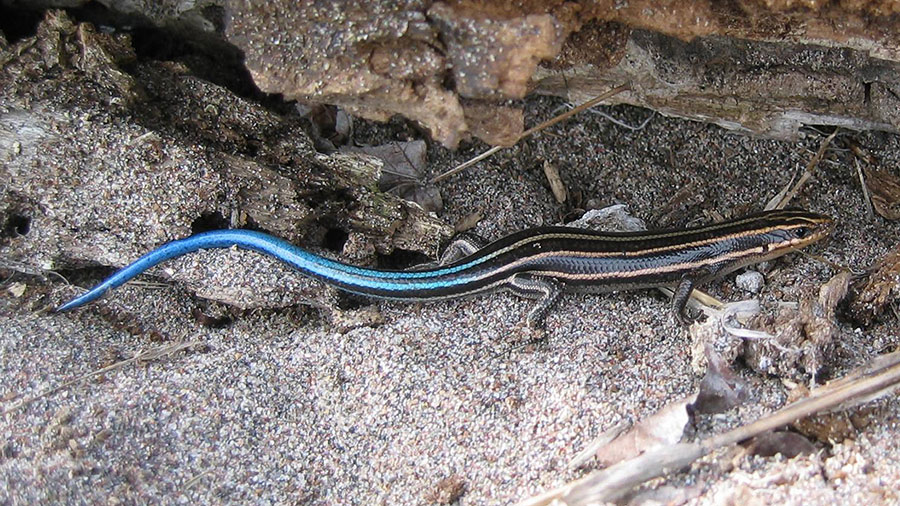 A photograph of a Common Five-lined Skink