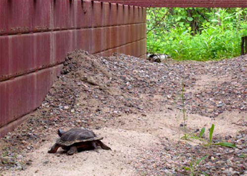 Figure 8: Image of a wood turtle within a seasonal habitat.