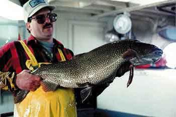 researcher holding up 25 pound lake trout from Lake Superior