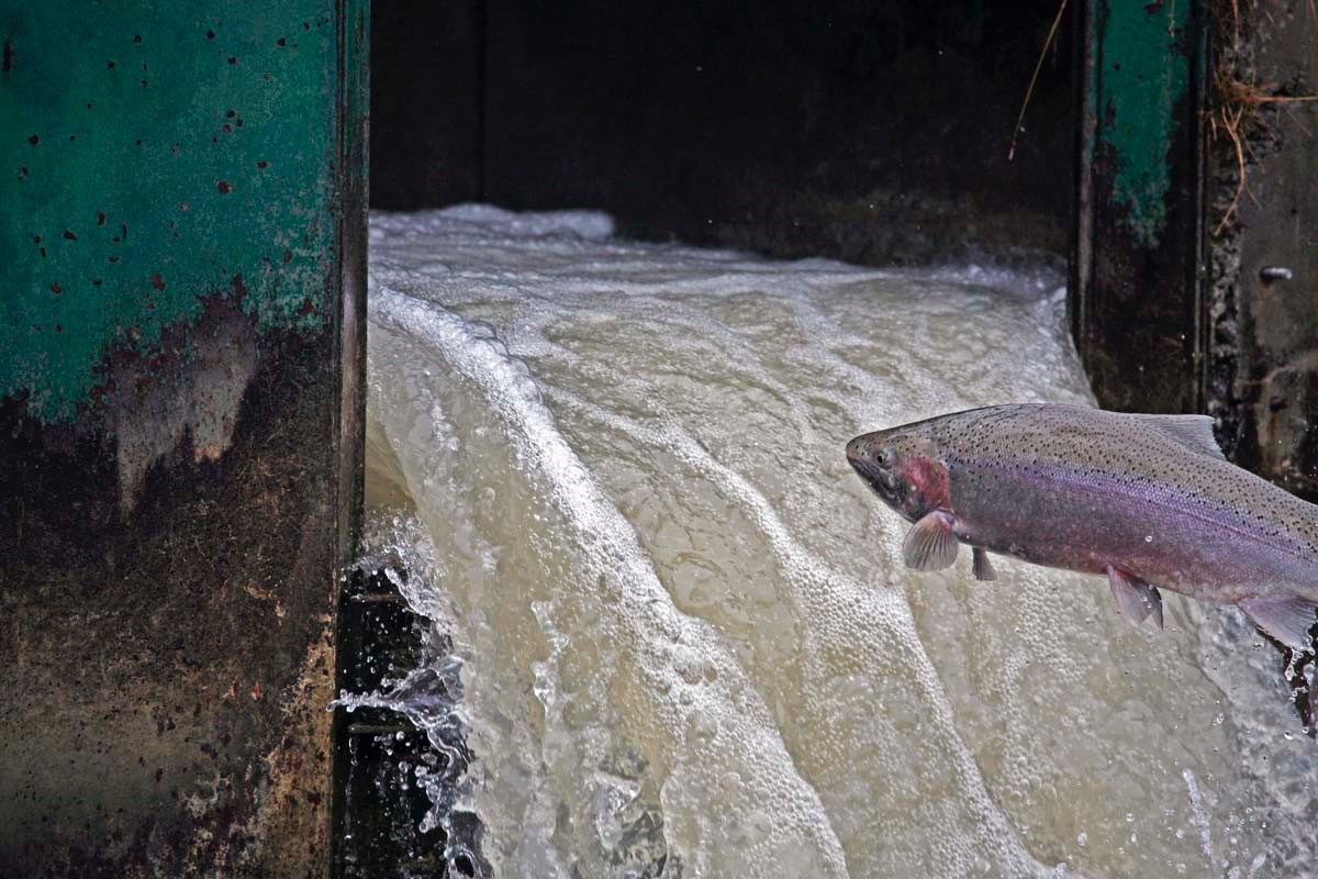 Photo of rainbow trout jumping out of water