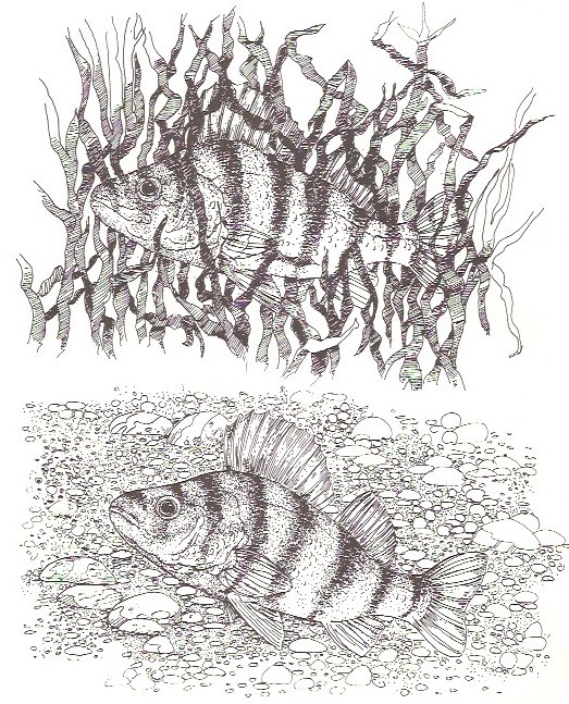 A graphic of a fish hiding in weeds. Used with permission.