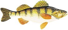 illustration of a yellow perch