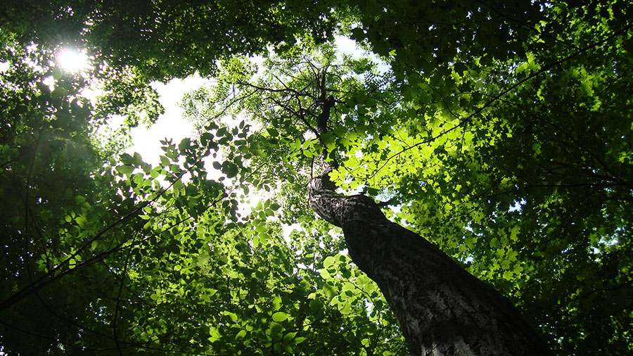 A photograph of a Butternut tree