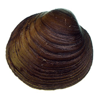 A photograph of a Round Hickorynut
