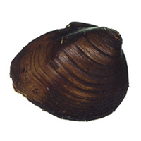 A photograph of a Round Pigtoe