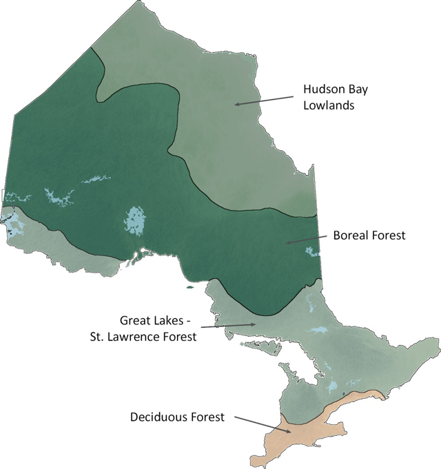 map of Rowe's forest regions including Hudson Bay Lowlands, Boreal Forest, Great Lakes - St. Lawrence Forest, and Deciduous Forest.