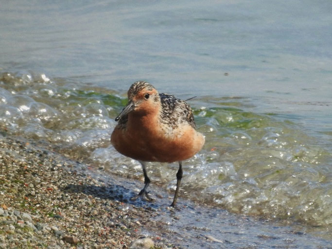 Photo of a Red Knot rufa subspecies