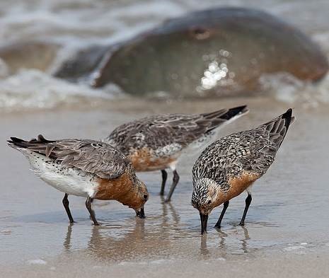 Photo of a Red Knot rufa subspecies