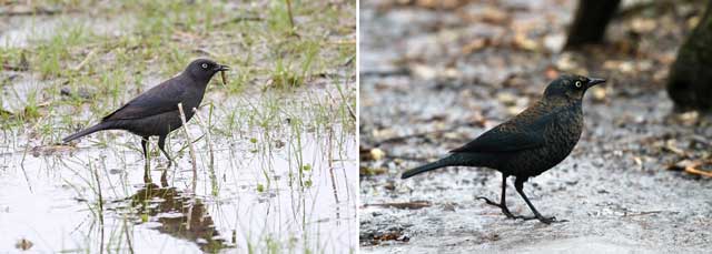 colour photograph of two rusty blackbirds.