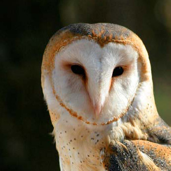 A photograph of Barn Owl