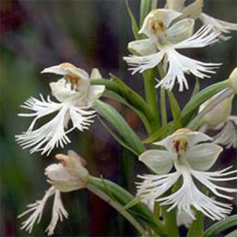 Eastern Prairie Fringed-orchid