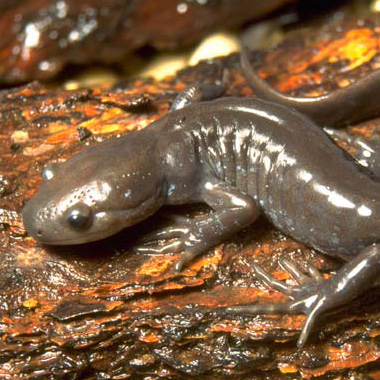 Jefferson Salamander
