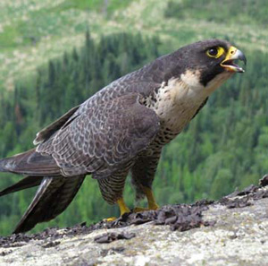 A photograph of Peregrine Falcon