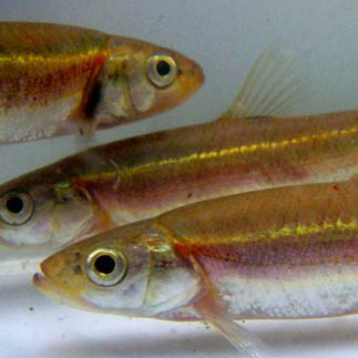 A photograph of Redside Dace