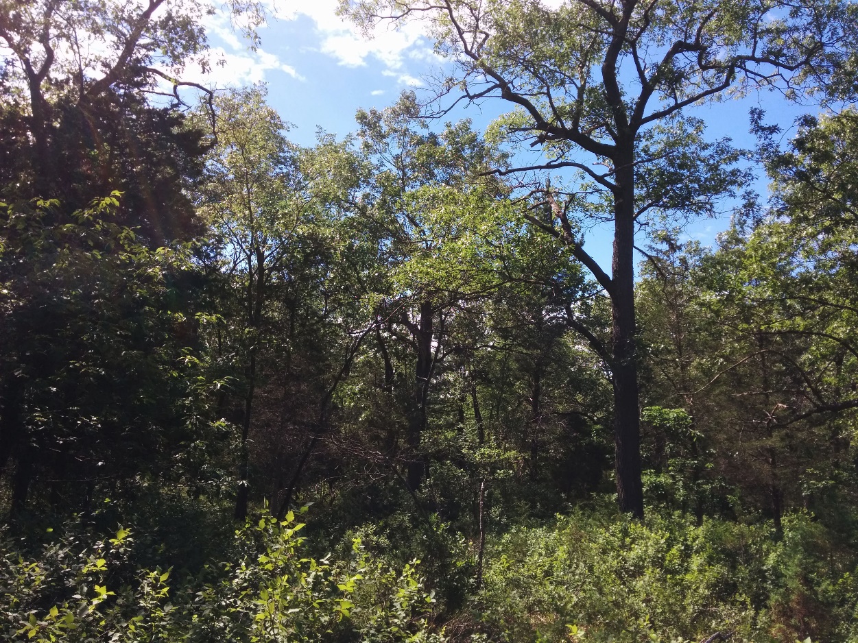 Photo de la savane de chênes au parc provincial Pinery