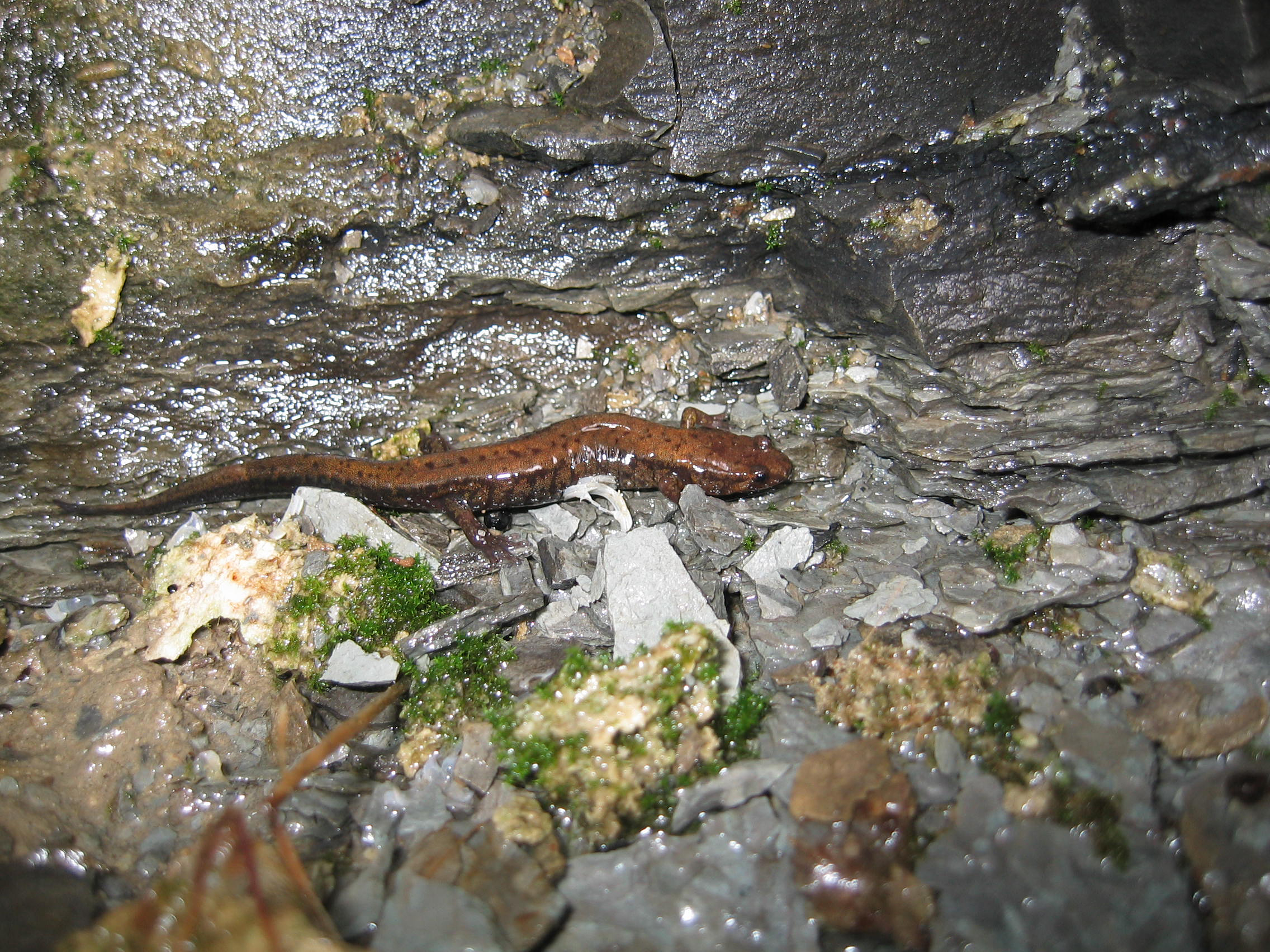 A photograph of an Allegheny Mountain Dusky Salamander