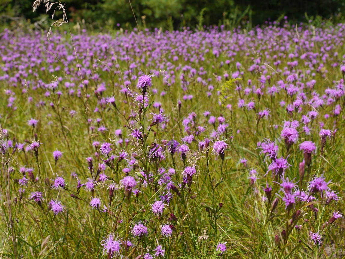 A photograph of cylindric blazing star.