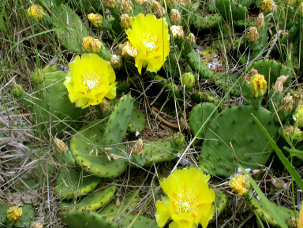 A photograph of the Eastern Prickly Pear Cactus