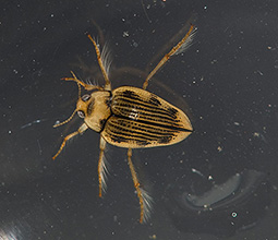 A photograph of a Hungerford’s Crawling Water Beetle