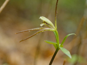 A photograph of the Large Whorled Pogonia