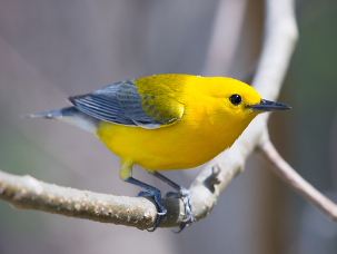 A photograph of the Prothonotary Warbler