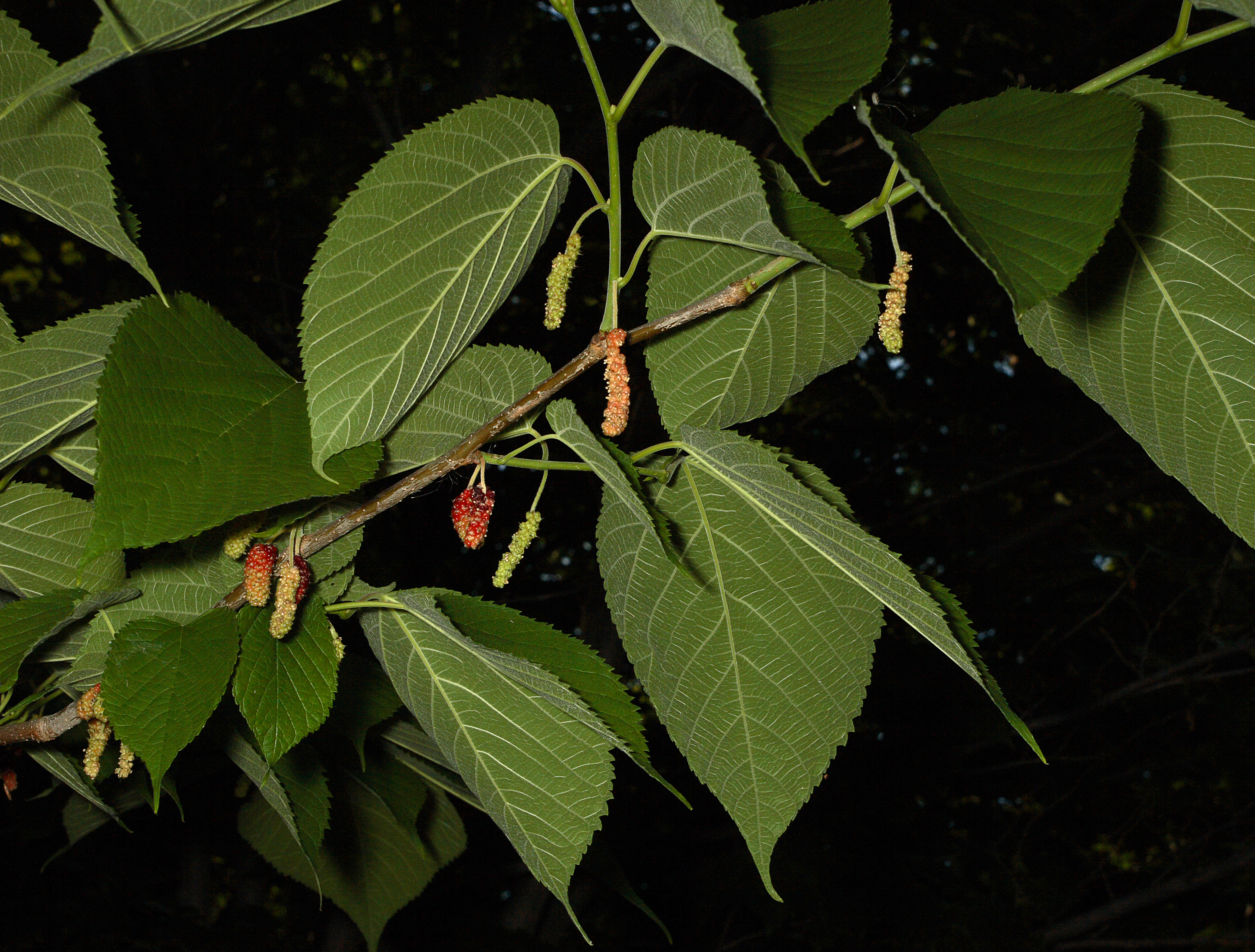 A photograph of the Red Mulberry