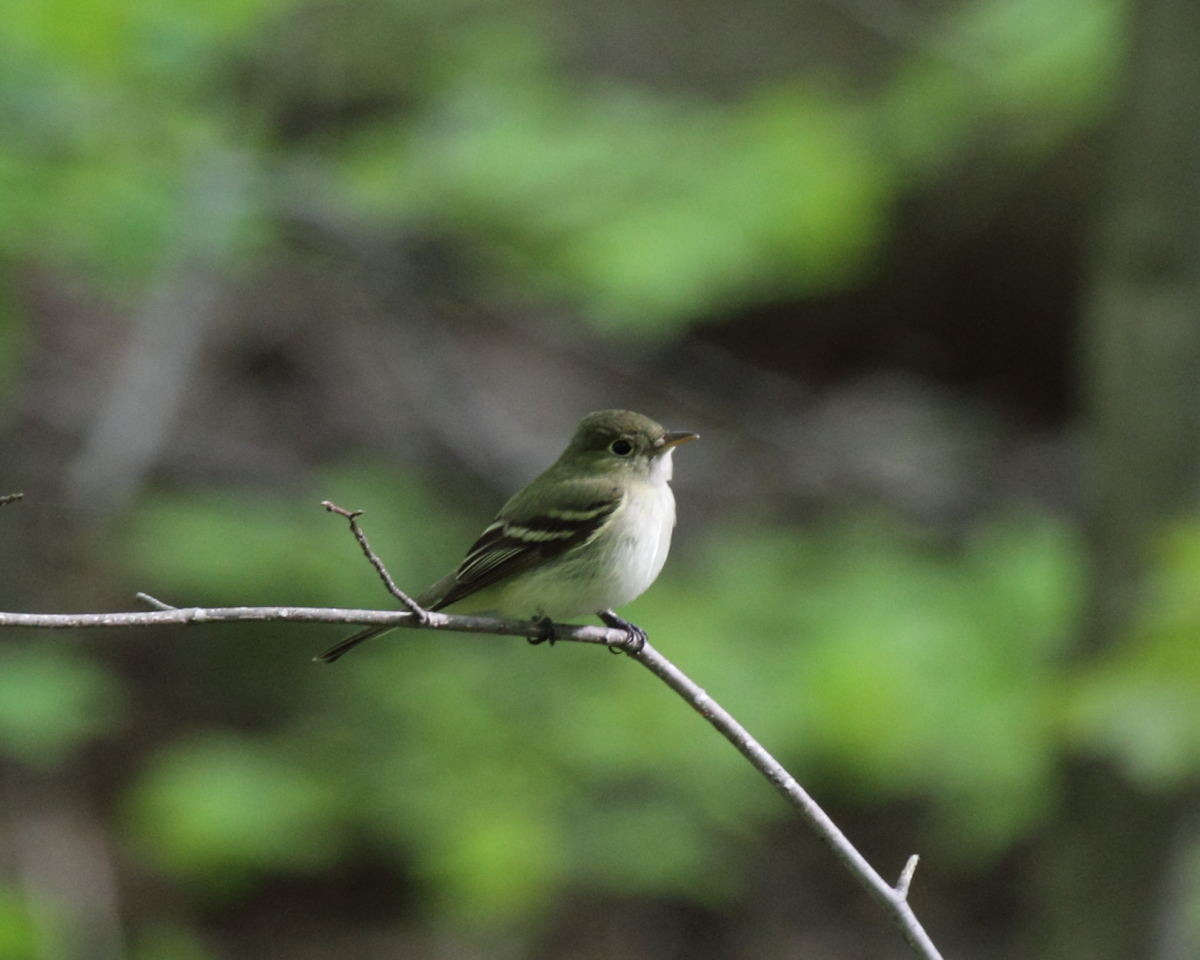 Photograph of an Acadian Flycatcher perched on a branch