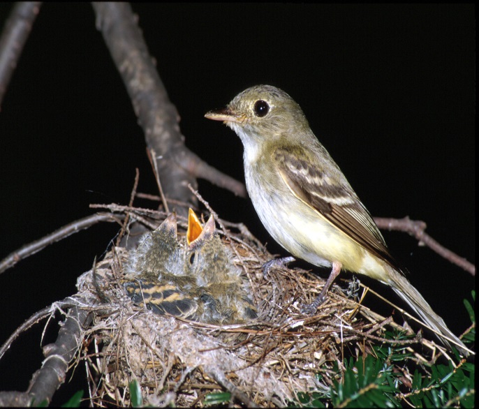 An image of an Acadian Flycatcher perched on its nest watching over its young on the branch of a tree.