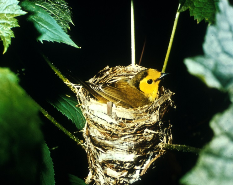 An image of a Hooded Warbler sitting in its nest on the branch of a tree.