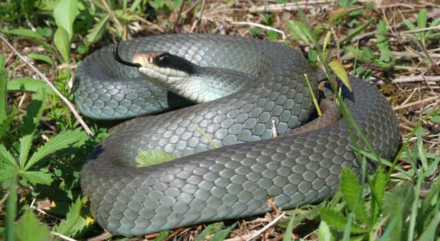 This is a photograph of a Blue Racer taken by Joe Crowley.