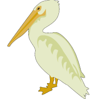 american white pelican