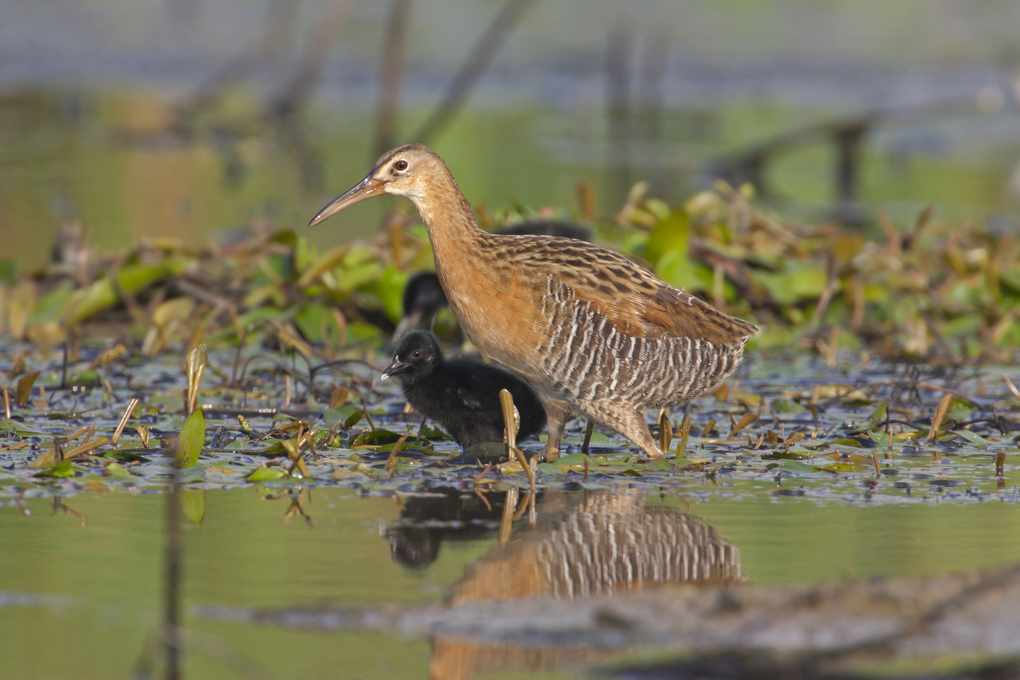 Photograph of an adult King Rail with a chick wading in a wetland