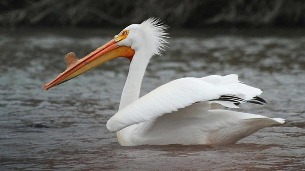 A photograph of an American White Pelican.