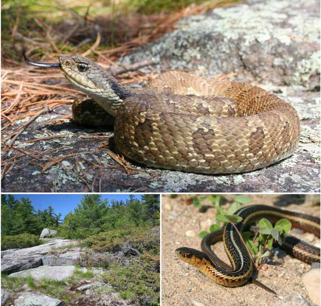 Top: Eastern Hog-nosed Snake coiled on a rock; Bottom Left: Rock barren habitat with juniper shrubs and pine trees in the backgroun; Bottom Right: Butler’s Gartersnake in sandy habitat.