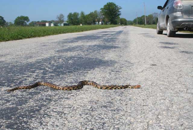 This is a photograph of a large adult Eastern Foxsnake encountered (alive) during road surveys