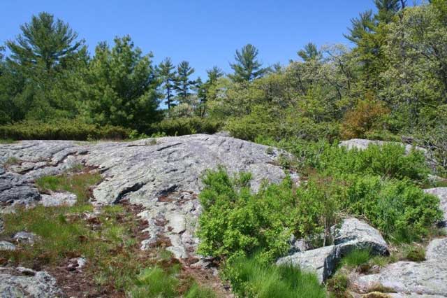 This is an image of a rock outcrop with snake microhabitat concentrated along the forest edge and in areas with loose rocks and shrubs