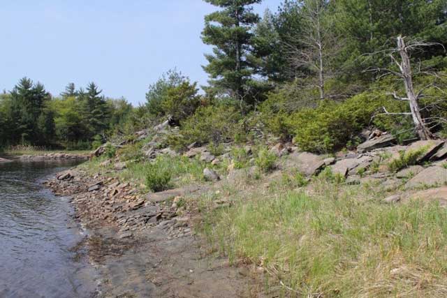 This is an image of a shoreline with an open canopy and a high density of snake microhabitats such as shrubs, rocks, grasses
