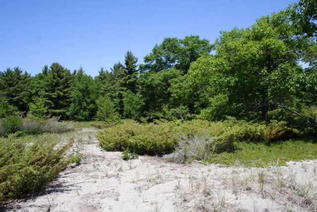This is an image of an open sand dune-shrub ecosystem with high quality snake microhabitats concentrated along the forest edge and shrubs.