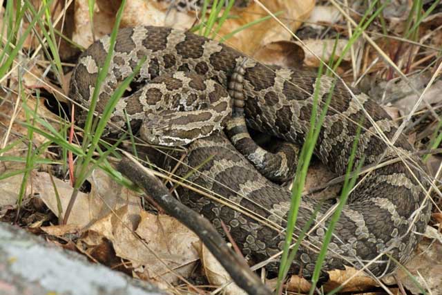 This is a photograph of a Massasauga taken by Joe Crowley