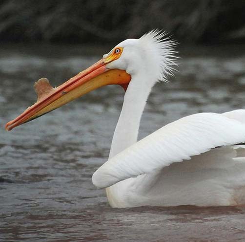 A photograph of an American White Pelican