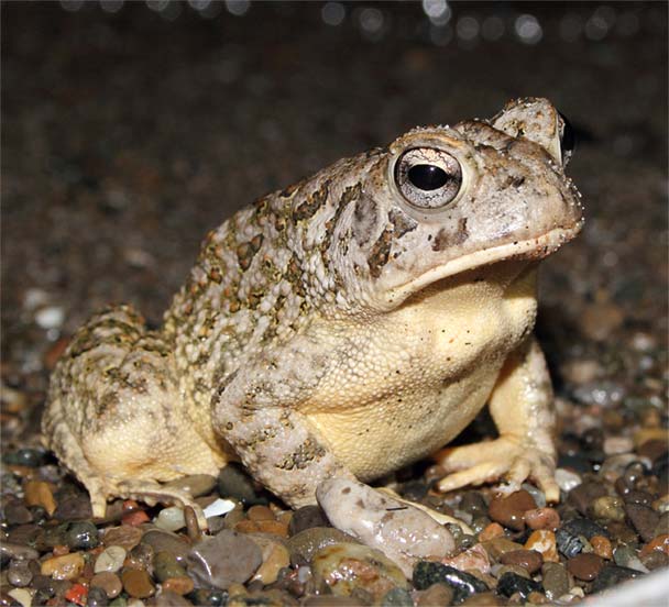 A photograph of a Fowler’s Toad