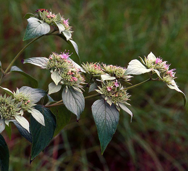 A photograph of a Hoary Mountain-mint