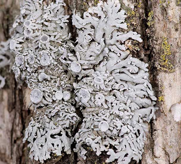 A photograph of a Pale-bellied Frost Lichen