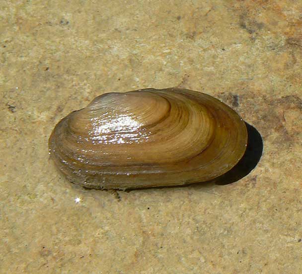 A photograph of a Salamander Mussel
