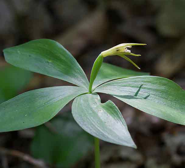 A photograph of a Small Whorled Pogonia