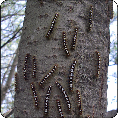 Satin moth larvae