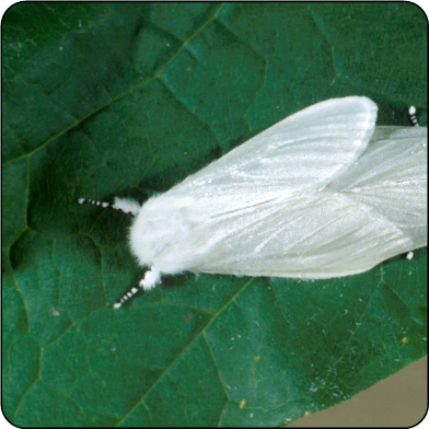 Satin moth adult