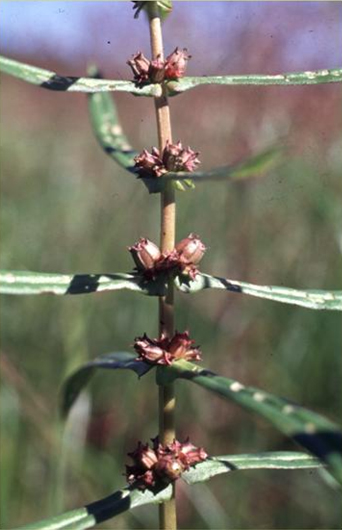 Photograph of a Scarlet Ammania showing the leaves joining on opposite sides of the stem.