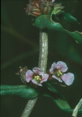 Photograph of the Scarlet Ammannia focusing on two lavender flowers at the axil, or base of the leaves.