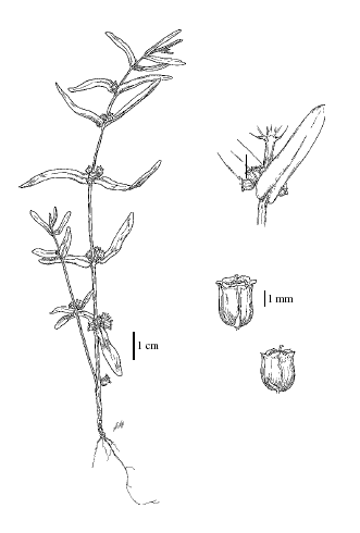 Illustration of Scarlet Ammannia showing the entire plant and a bud and their relative sizing scales.